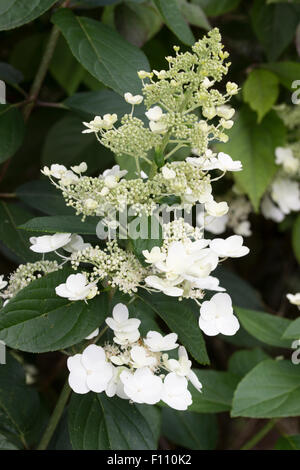 Flower head of the later flowering - mid August onwards - Hydrangea paniculata 'Tardiva' Stock Photo
