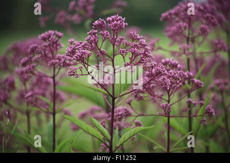 purple flowers Stock Photo