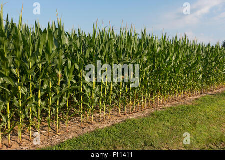 corn fields side of road in Lancaster PA Stock Photo