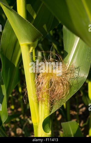 corn fields side of road in Lancaster PA Stock Photo