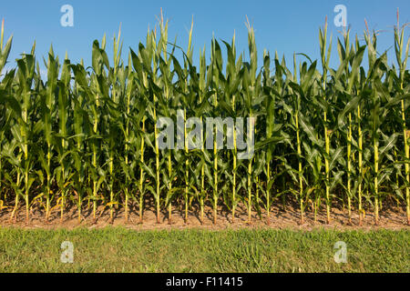 corn fields side of road in Lancaster PA Stock Photo