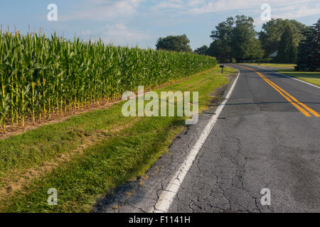 corn fields side of road in Lancaster PA Stock Photo