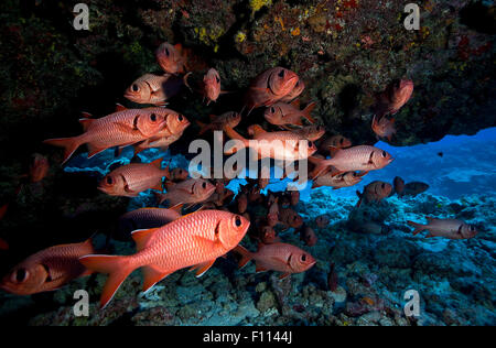 BIG SCHOOL OF SOLDIERFISH WAITING IN UNDERWATER CAVE Stock Photo