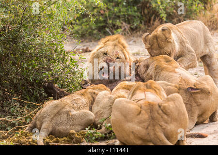 Lions (Panthera leo) fighting over feasting on a recent kill in Okavango Delta, north Botswana, southern Africa Stock Photo