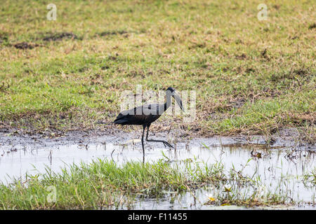 African openbill stork, Anastomus lamelligerus, wading at the water's edge, Okavango Delta, north Botswana, southern Africa Stock Photo