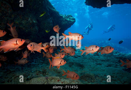 SCHOOL OF SOLDIERFISH WAITING IN UNDERWATER CAVE Stock Photo