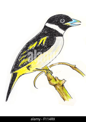 The original drawing of birds on white paper, Black-and-yellow Broadbill Stock Photo