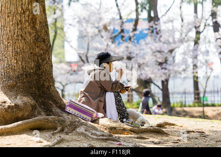 Japan, Marugame. Japanese mature woman sitting under tree in the shade, eating a bento, lunch box, with chop sticks. Backlit cherry blossoms. Stock Photo
