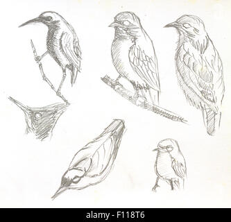 The original drawing of birds on white paper, Stock Photo