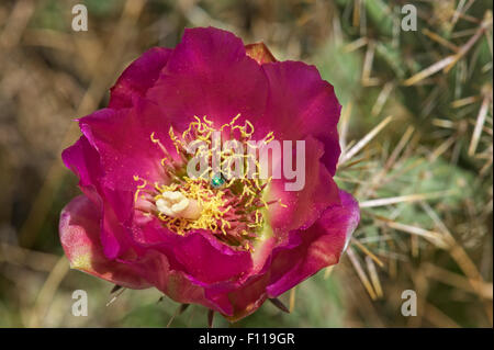 A pollinator, probably some kind of sweat bee, buries itself deep into a blossom of a Cane Cholla (Cylindropuntia imbricata) Stock Photo
