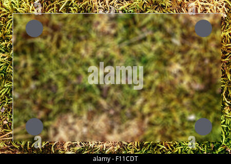 Green grass as blur background in closeup Stock Photo