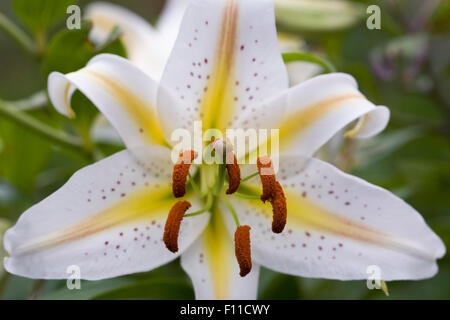 Lilium 'Garden Party' flower. Stock Photo