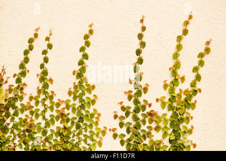 Fresh ficus pumila vines climbing on a stucco wall surface. Stock Photo