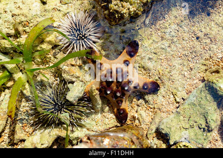 Sea Urchin and Starfish on the sea bed, Sulawesi, Indonesia Stock Photo