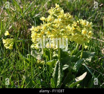 flowering yellow cowslips in the spring on the green meadow Stock Photo