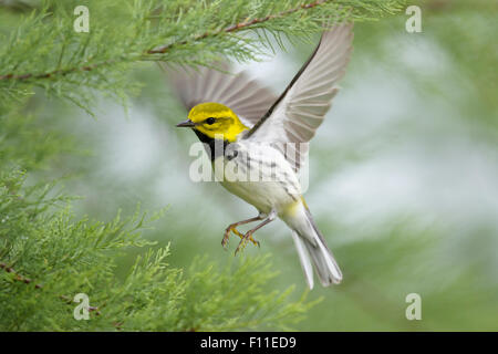 Black Throated Green Warbler - hunting for insects Setophaga virens Gulf Coast of Texas, USA BI027515 Stock Photo