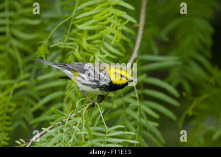 Black Throated Green Warbler - on Spring migration Setophaga virens Gulf Coast of Texas, USA BI027534 Stock Photo