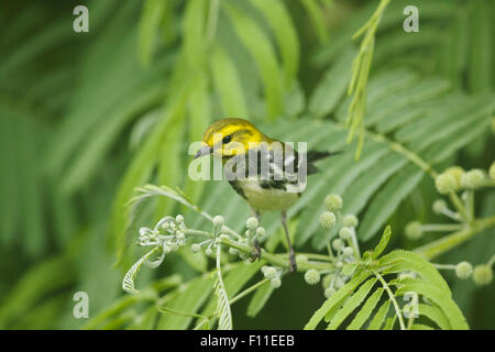 Black Throated Green Warbler - on Spring migration Setophaga virens Gulf Coast of Texas, USA BI027540 Stock Photo