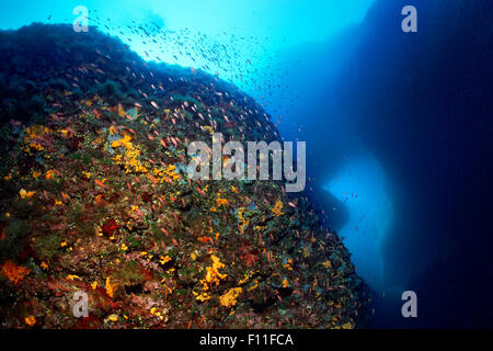 Underwater rocks, overgrown reef with shoal of Swallowtail seaperch (Anthias anthias), multi-colored sponges (Porifera), sunset Stock Photo