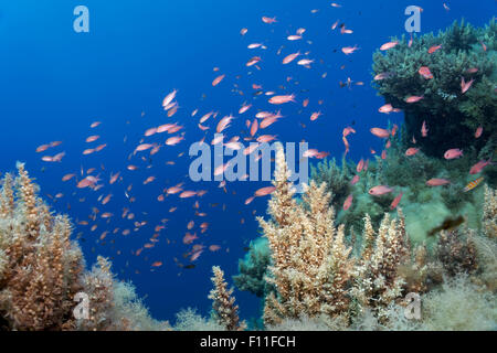 Japanese wireweed (Sargassum muticum) with a shoal of swallowtail seaperch (Anthias anthias) by a reef, island Corfu Stock Photo