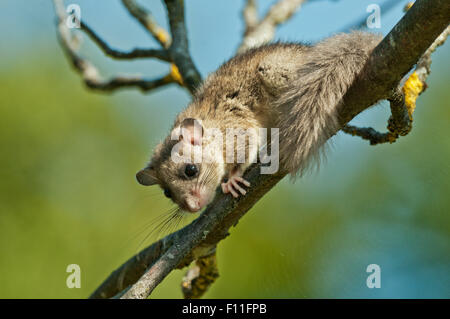 Edible dormouse (Glis glis) climbing on a branch, Germany Stock Photo