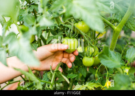 Hand of mixed race boy holding tomato on vine Stock Photo