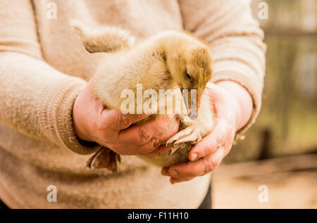 Caucasian farmer holding duckling on farm Stock Photo