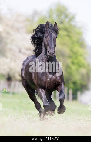 Frisian Horse Black gelding galloping pasture Stock Photo