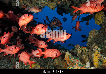 SCHOOL OF SOLDIERFISH WAITING IN UNDERWATER CAVE Stock Photo