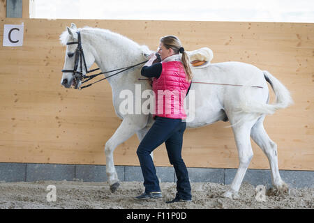 German Riding Pony Rider white pony performing walk in-hand Stock Photo