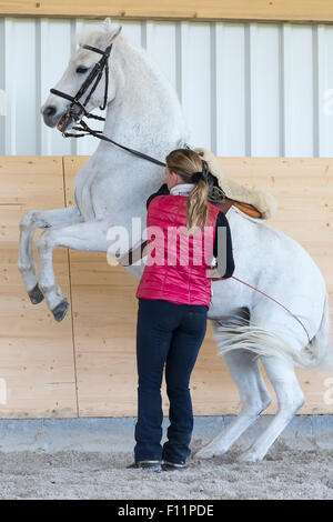 German Riding Pony Rider white pony performing pesade in-hand Stock Photo