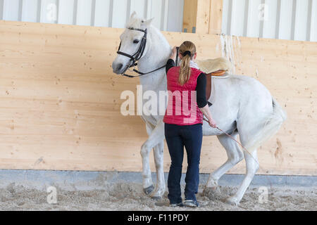 German Riding Pony Rider white pony performing piaffe in-hand Stock Photo