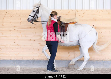 German Riding Pony. Rider with gray pony performing piaffe in-hand Stock Photo