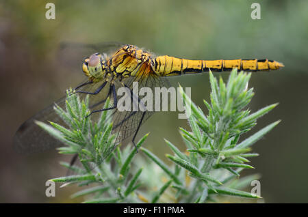 Female keeled skimmer dragonfly at rest on common gorse. Dorset, UK June 2015 Stock Photo