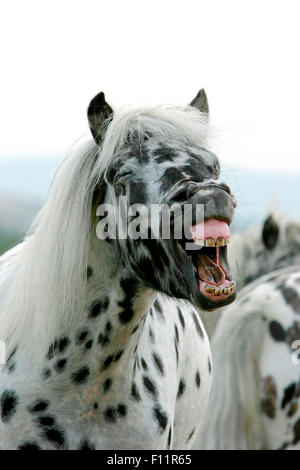 Shetland Pony Leopard-spotted gelding yawning Stock Photo
