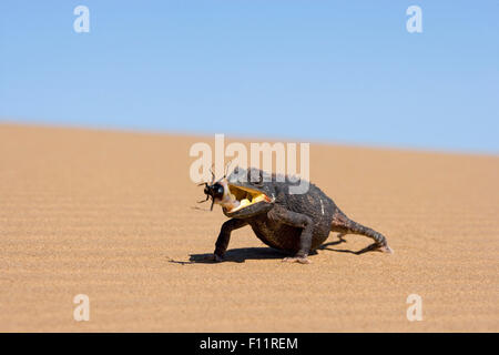 Desert Chameleon, Namaqua Chameleon (Chamaeleo namaquensis) eating beetle Namib desert, Namib-Naukluft National Park, Namibia Stock Photo