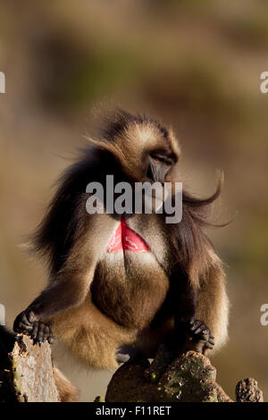 Gelada Baboon (Theropithecus gelada) Male sitting rock Simien Mountains, Ethiopia Stock Photo