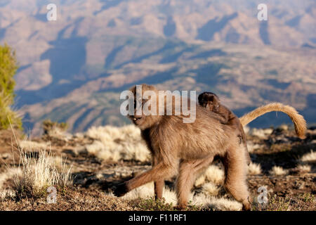 Gelada Baboon (Theropithecus gelada) Female walking while carrying an infant her back Simien Mountains, Ethiopia Stock Photo