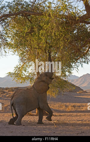 African Elephant, Desert Elephant (Loxodonta africana africana) eating leaves and twigs tree Namib-Skeleton Coast National Park, Stock Photo