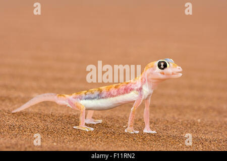 Web-footed Gecko (Palmatogecko rangei) on sand Webbed feet aid running over fine sand. Namib Desert Stock Photo