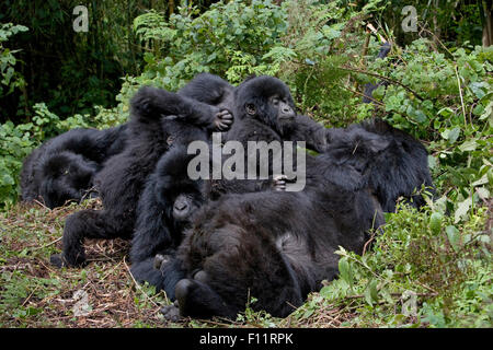 Mountain Gorilla (Gorilla beringei beringei) Two playing infants attacking resting adults Volcanoes National Park, Rwanda Stock Photo