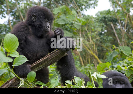 Mountain Gorilla (Gorilla beringei beringei) Juvenile and adult holding log Volcanoes National Park, Rwanda Stock Photo