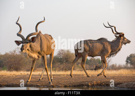 Greater Kudu (Tragelaphus strepsiceros) Two males at waterhole Botswana Stock Photo