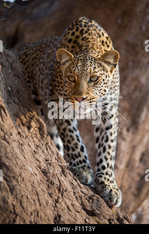 African Leopard (Panthera pardus) Adult standing termite mound Botswana Stock Photo