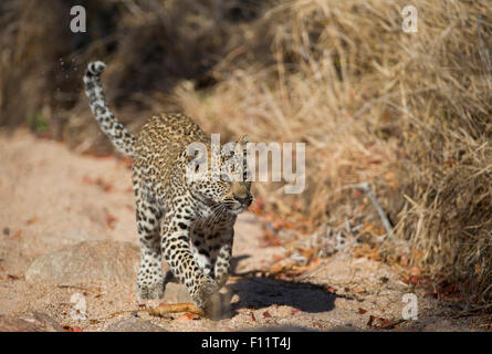 African Leopard (Panthera pardus) Juvenile walking towards the camera Sabi Sand, South Africa Stock Photo