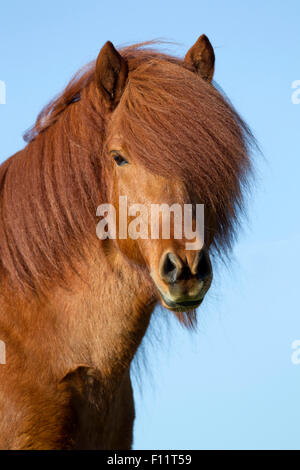 Icelandic Horse Portrait chestnut stallion Austria Stock Photo