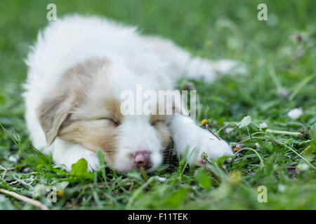 Australian Shepherd Puppy sleeping meadow Stock Photo