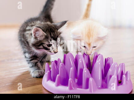 Norwegian Forest Cat Two kittens trying to get dinner out from bowl rounded spikes They will eat slower and have lot fun also, Stock Photo