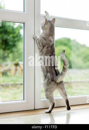 British Shorthair Cat Tabby tomcat sscratching at window, would like to go out Stock Photo
