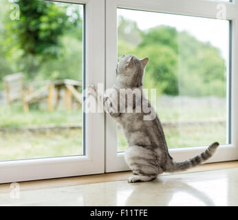 British Shorthair Cat Tabby tomcat sscratching at window, would like to go out Stock Photo